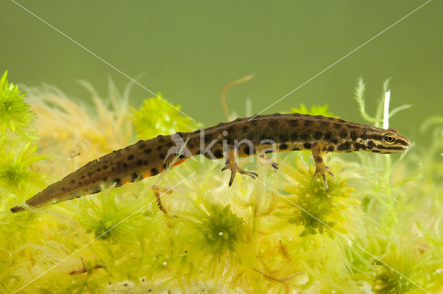 Kleine watersalamander (Lissotriton vulgaris)