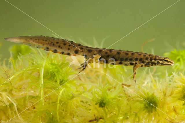 Kleine watersalamander (Lissotriton vulgaris)