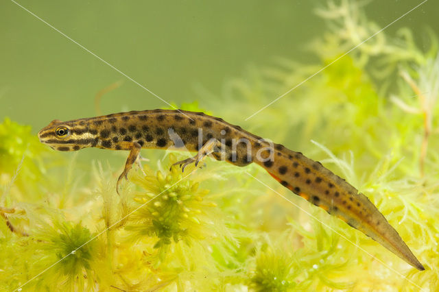 Kleine watersalamander (Lissotriton vulgaris)