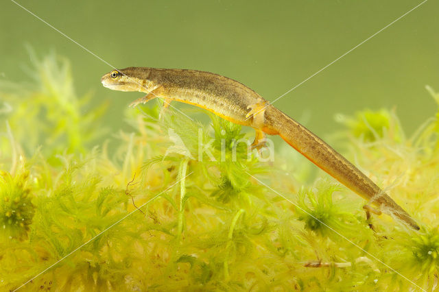 Kleine watersalamander (Lissotriton vulgaris)