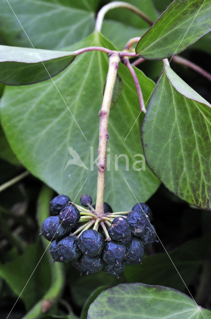 Common ivy (Hedera helix)