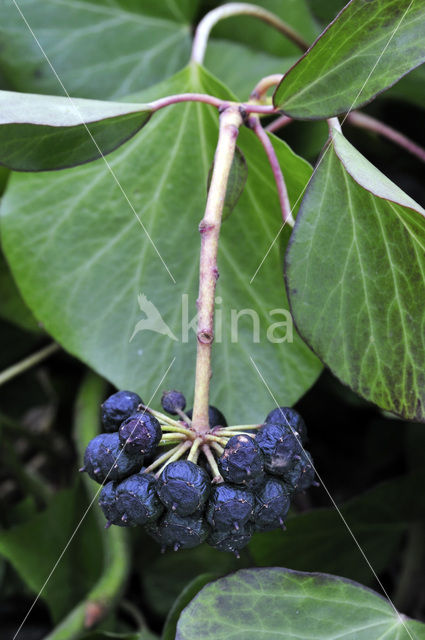 Klimop (Hedera helix)