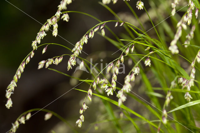 Mountain Melick (Melica nutans)