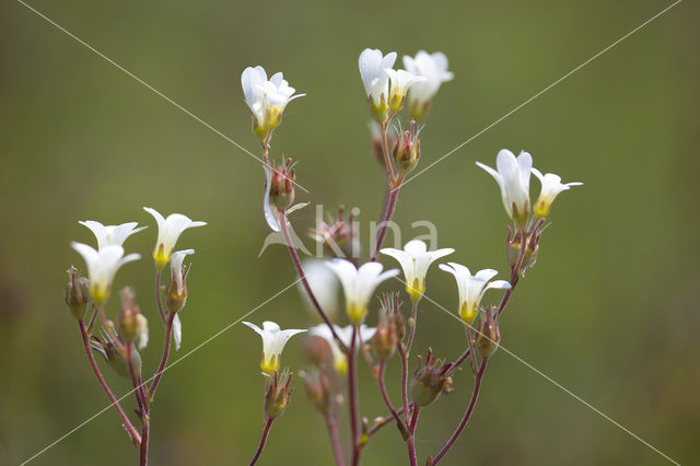 Meadow Saxifrage (Saxifraga granulata)