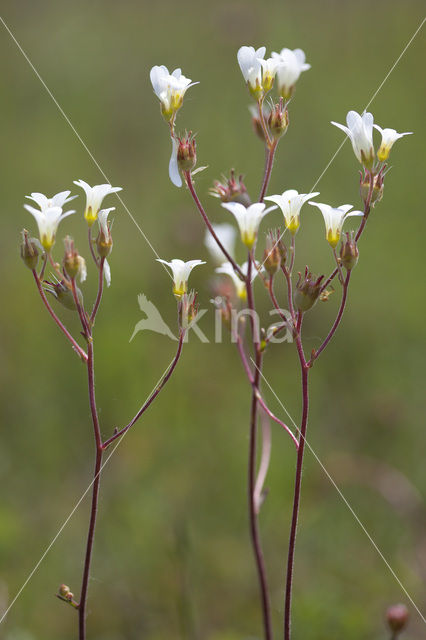 Meadow Saxifrage (Saxifraga granulata)