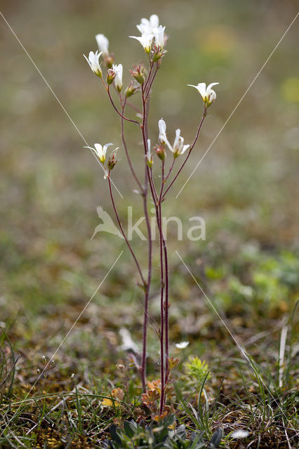 Meadow Saxifrage (Saxifraga granulata)