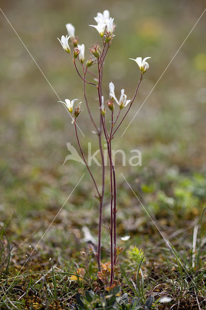 Knolsteenbreek (Saxifraga granulata)
