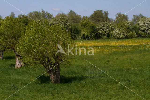 Knotwilg (Salix alba)