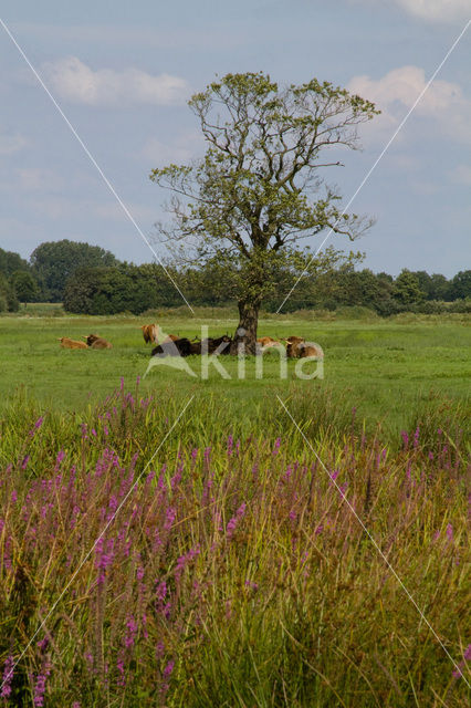 Koe (Bos domesticus)