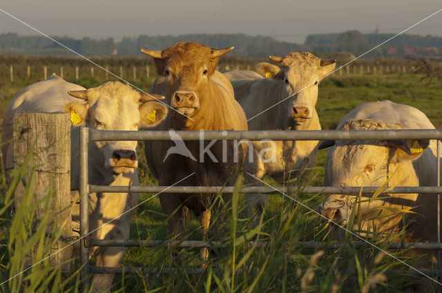 Cow (Bos domesticus)