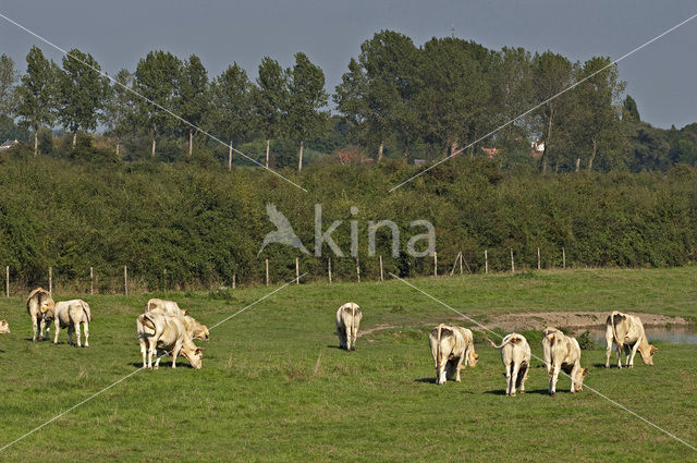 Koe (Bos domesticus)