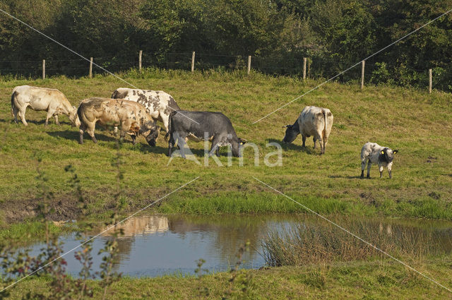 Cow (Bos domesticus)