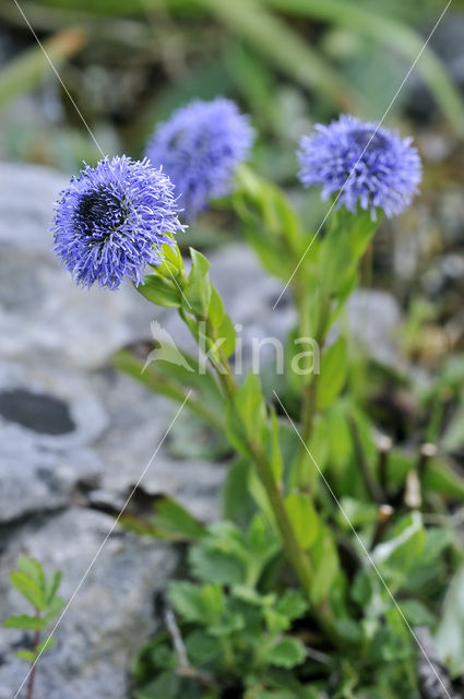 Globularia bisnagarica