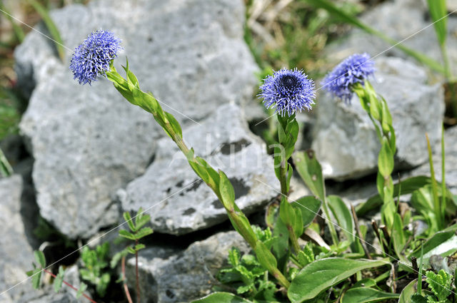 Globularia bisnagarica