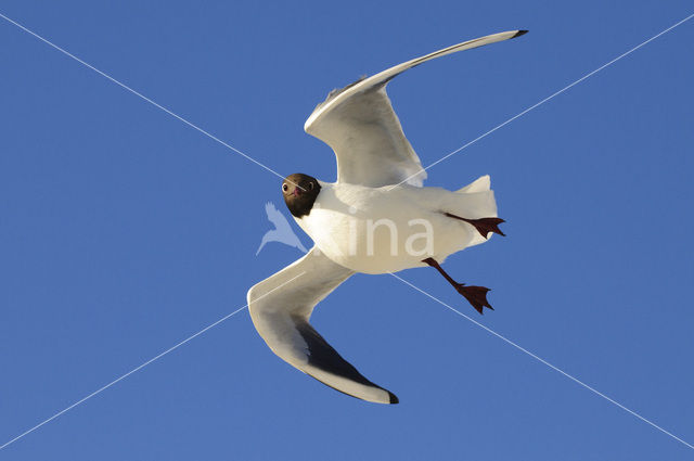 Black-headed Gull (Larus ridibundus)