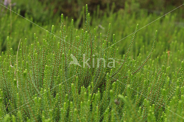 Black Crowberry (Empetrum nigrum)