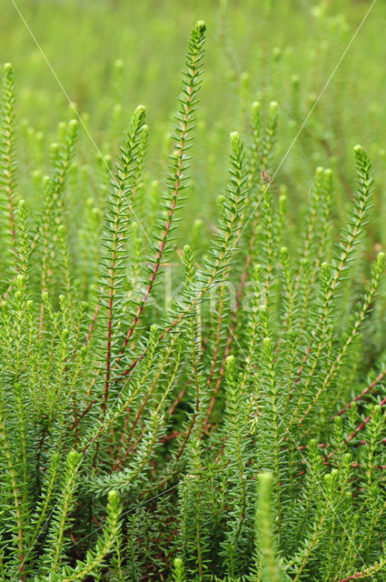 Black Crowberry (Empetrum nigrum)