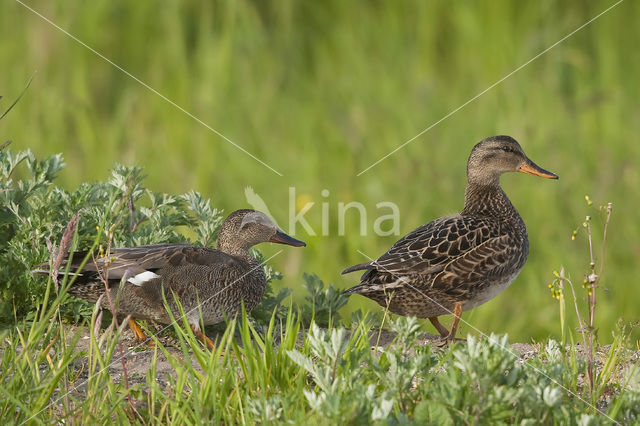 Krakeend (Anas strepera)