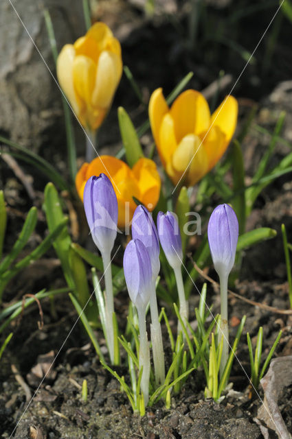 Crocus (Crocus spec.)