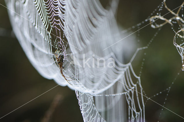 European Garden Spider (Araneus diadematus)