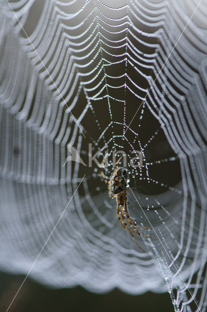 Kruisspin (Araneus diadematus)