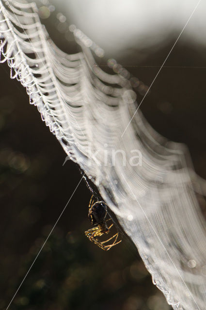 Kruisspin (Araneus diadematus)