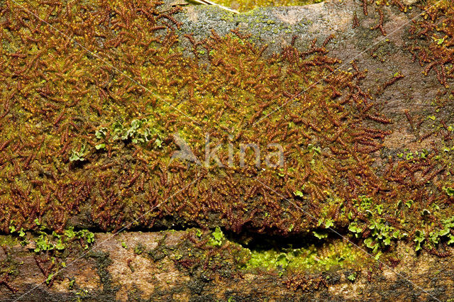 Wood-rust (Nowellia curvifolia)