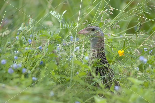 Corncrake (Crex crex)