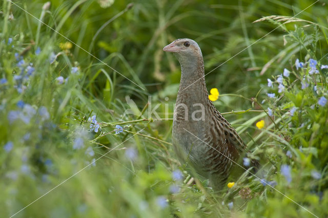 Corncrake (Crex crex)