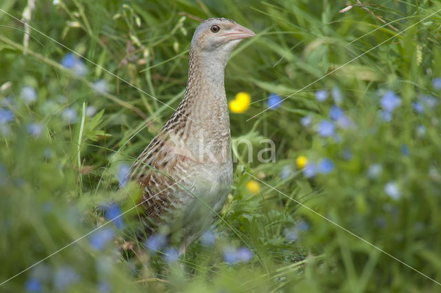 Corncrake (Crex crex)