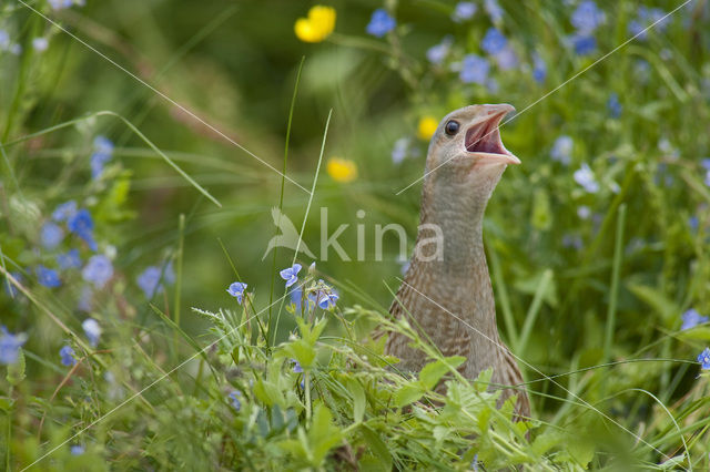 Corncrake (Crex crex)