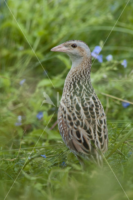 Corncrake (Crex crex)