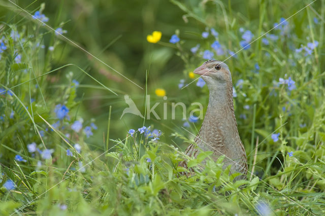 Corncrake (Crex crex)