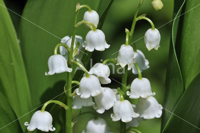 Lelietje-van-dalen (Convallaria majalis)