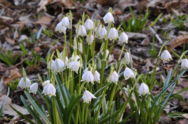 Lelietje-van-dalen (Convallaria majalis)