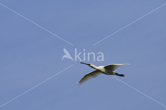 Eurasian Spoonbill (Platalea leucorodia)