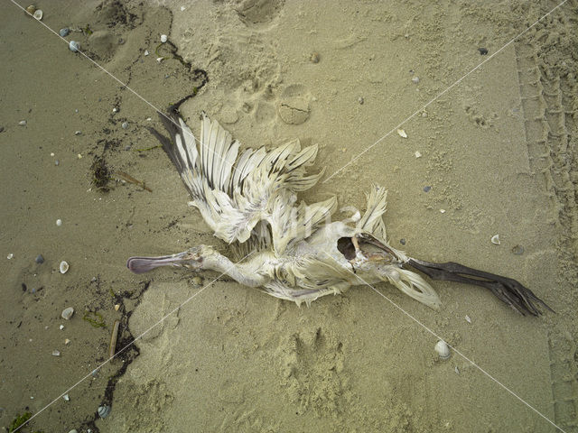 Eurasian Spoonbill (Platalea leucorodia)