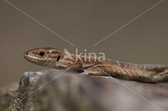 Levendbarende hagedis (Zootoca vivipara)