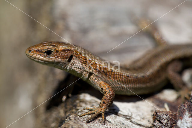 Viviparous Lizard (Zootoca vivipara)