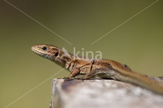 Levendbarende hagedis (Zootoca vivipara)