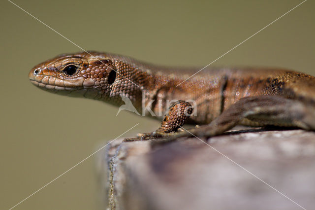 Levendbarende hagedis (Zootoca vivipara)