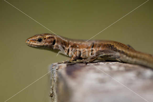 Viviparous Lizard (Zootoca vivipara)