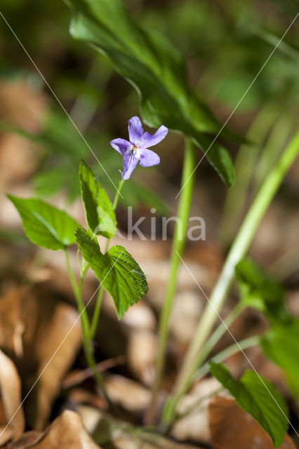 Maarts viooltje (Viola odorata)