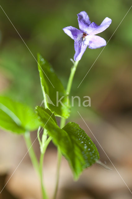 Sweet Violet (Viola odorata)