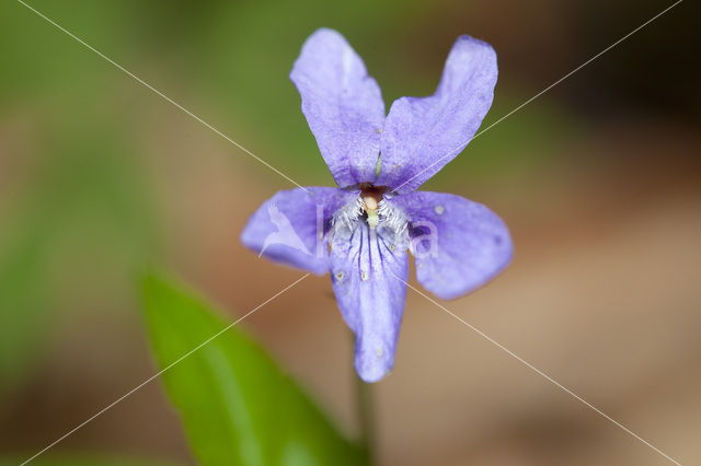 Sweet Violet (Viola odorata)