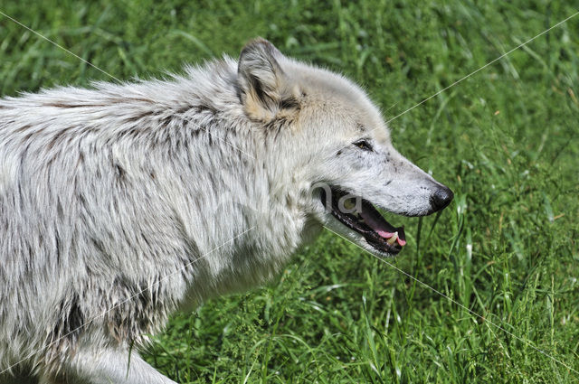 Mackenzie wolf (Canis lupus occidentalis)