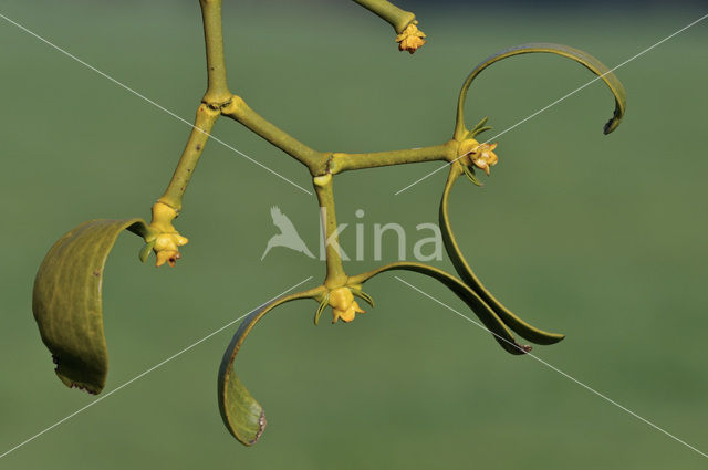 Mistletoe (Viscum album)