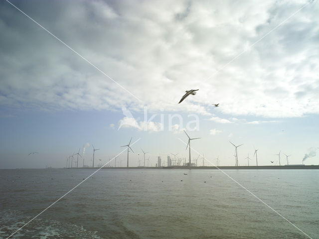 gull (Larus spec.)