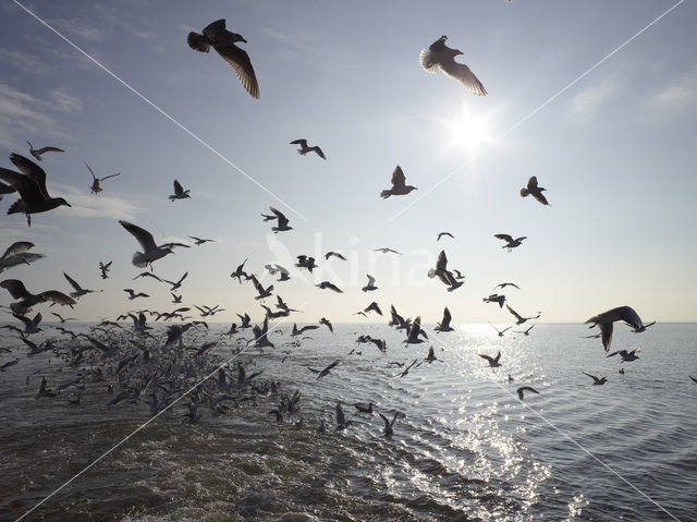 gull (Larus spec.)