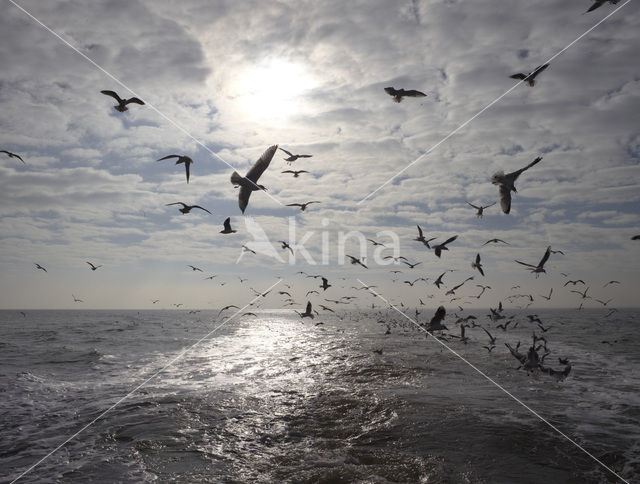 gull (Larus spec.)